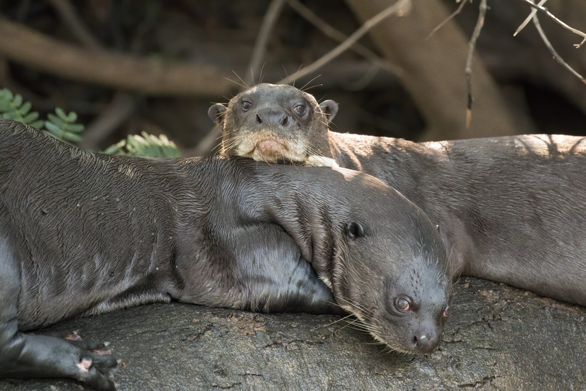 Giant Otter (Pteronura brasiliensis)
