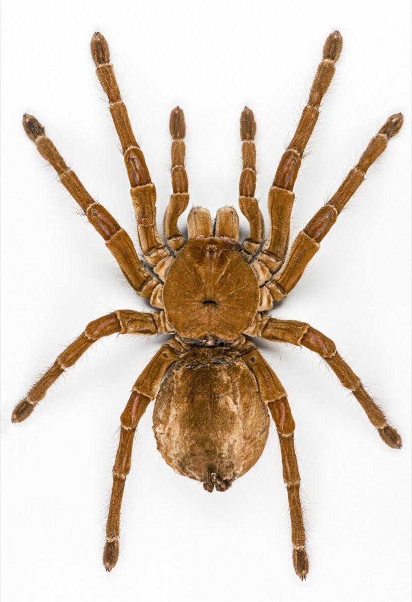 Goliath Birdeater (Theraphosa blondi)