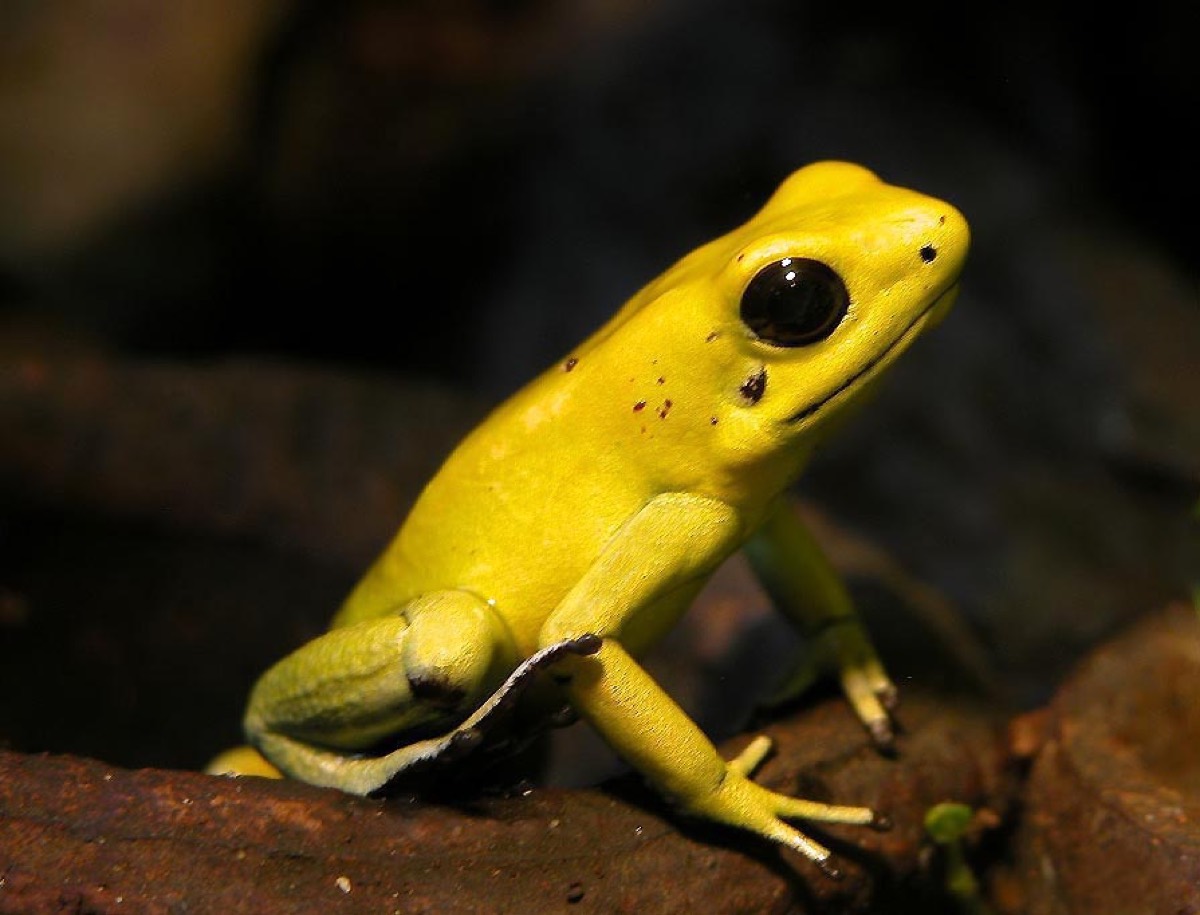 Poison Dart Frog (Dendrobatidae)